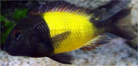 Tropheus sp. Ikola